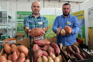 Najveći proizvođač batata u Hrvatskoj