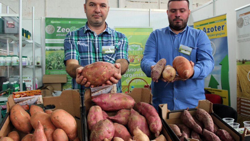 Najveći proizvođač batata u Hrvatskoj