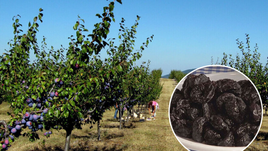 Slab plasman suve šljive zbog niske otkupne cene