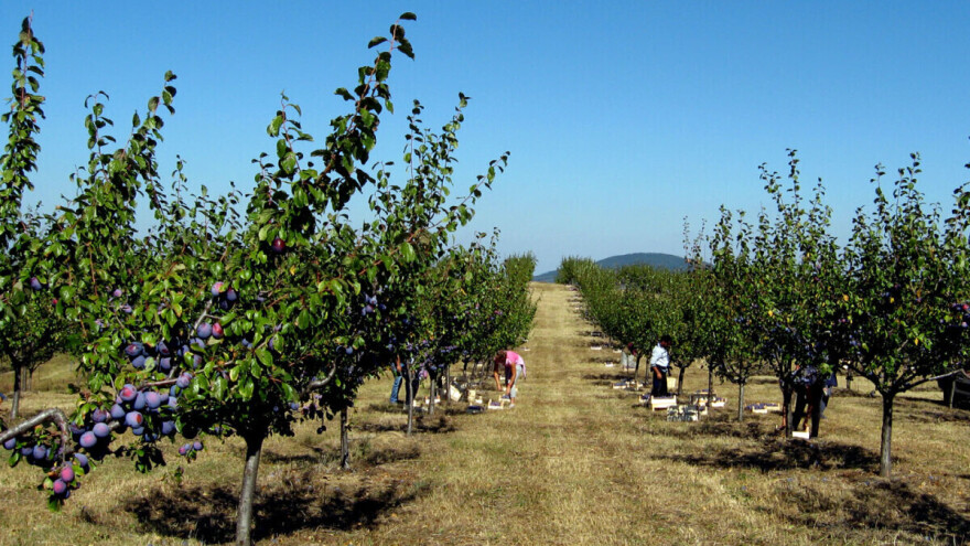 Belorusija zainteresovana za voće iz Srbije
