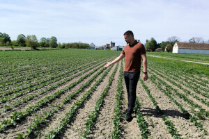 NutriS Farm je ove godine utrostručio površine pod bobom