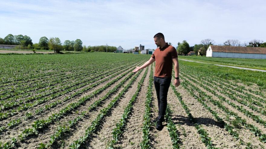 NutriS Farm je ove godine utrostručio površine pod bobom