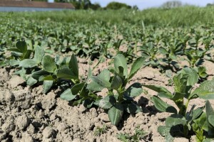 Bob oplemenjuje tlo, ali i novčanik? Evo tko je imao najveće površine prošle godine