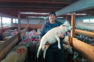 Dogovor ovčara: Cijena mlade paške janjetine snižena od početka godine