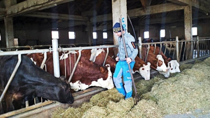 Općina s najviše goveda u BiH nema svoju mljekaru