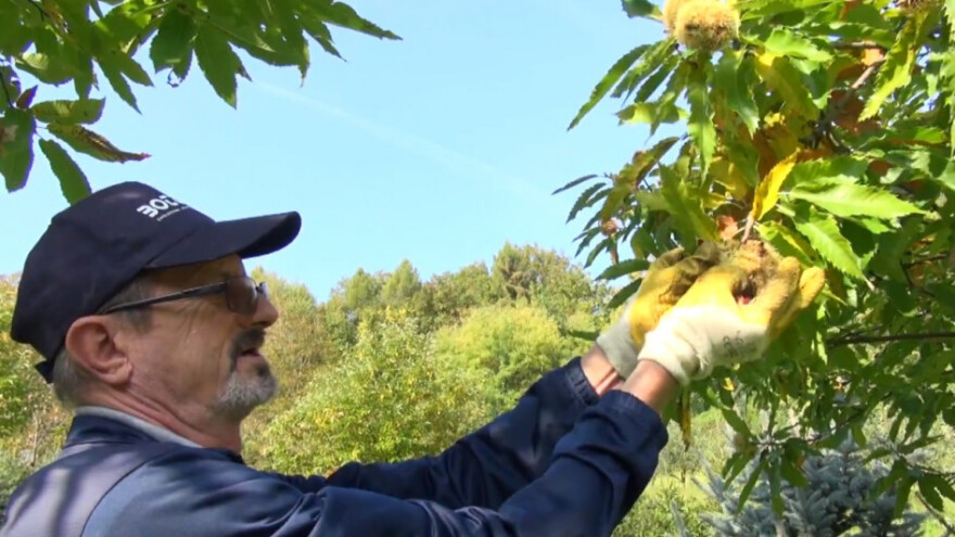 Kestena je sve manje, mogao bi čak i izumrijeti