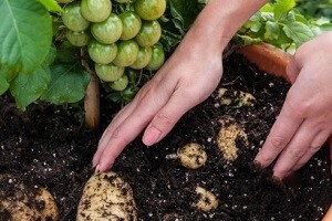 TomTato - biljka koja daje i krumpir i rajčicu