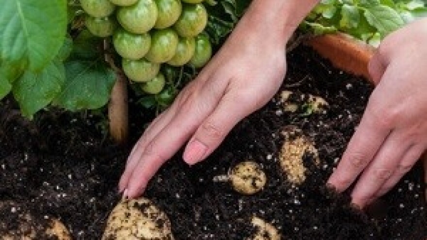 TomTato - biljka koja daje i krumpir i rajčicu