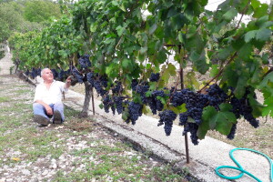 Čudo u Žeževici: Petnaest metara duga loza Malog plavca dala urod od 120 kilograma grožđa