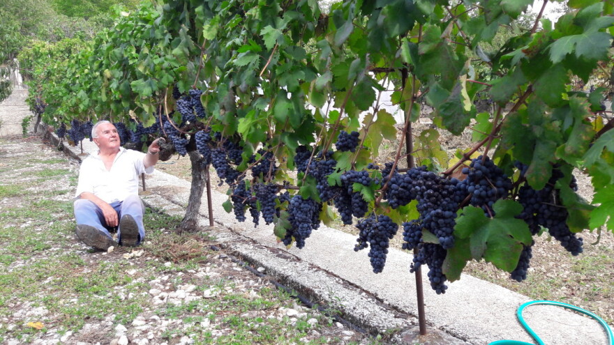 Čudo u Žeževici: Petnaest metara duga loza Malog plavca dala urod od 120 kilograma grožđa