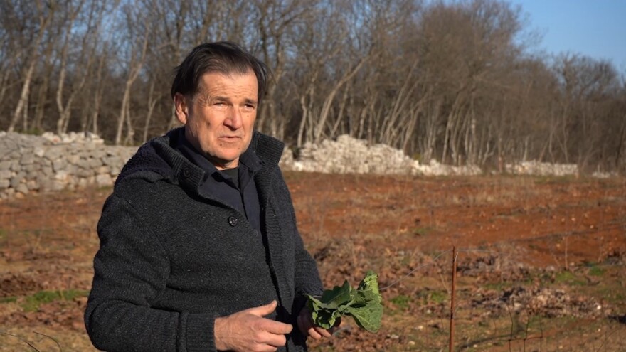 Raštika preživjela sve nedaće - cijena dobra, a strance oduševljava