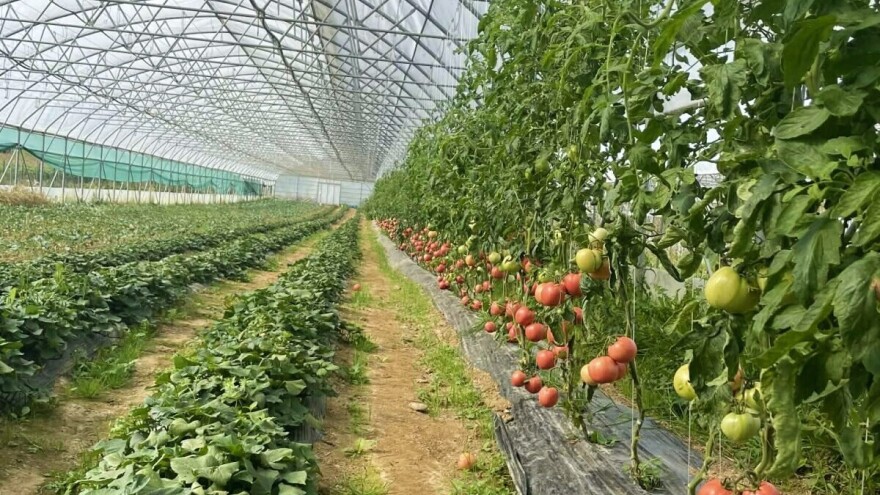 Top 4 hibrida rajčice za 2026. godinu: Koje odabrati za ranu proizvodnju?