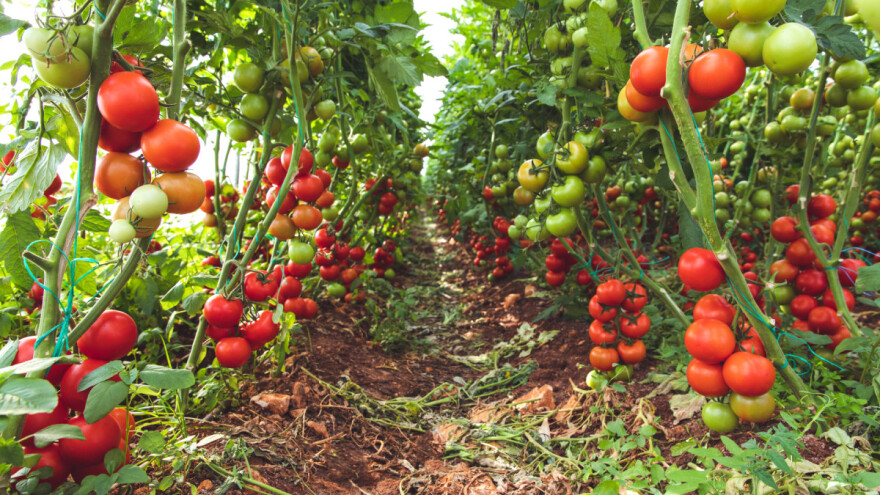 Odakle dolazi TOP 10 uzgajivača rajčica u Hrvatskoj?