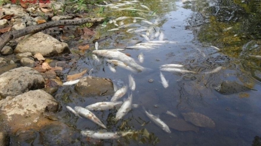 Reka Toplica bez kiseonika, ugrožen živi svet