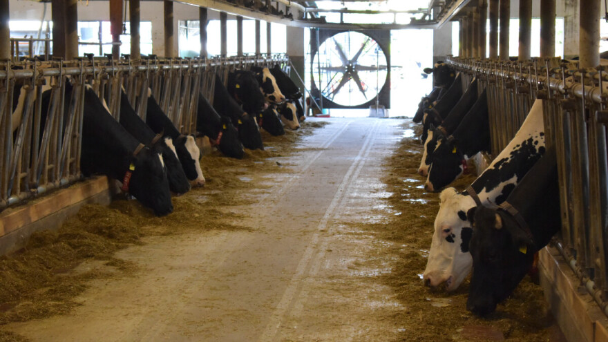 Dobar protok zraka i prilagođena hranidba smanjuju toplotni stres kod krava