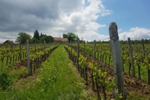 Topola na listi vinskih regija u usponu - kako opisuju oplenačko vinogorje?