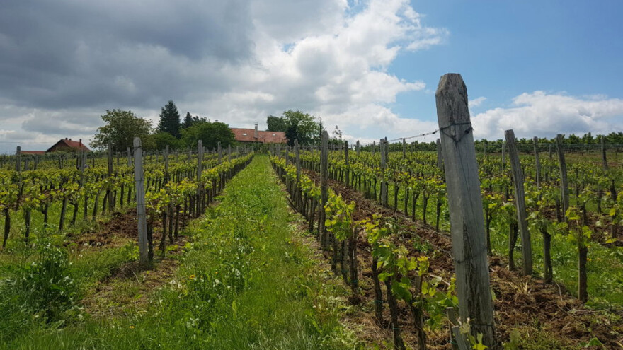 Topola na listi vinskih regija u usponu - kako opisuju oplenačko vinogorje?