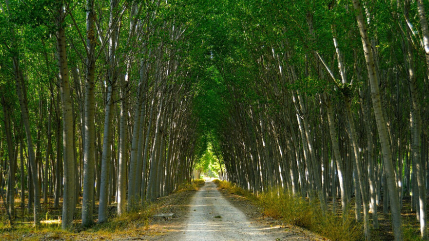 U sabor poslan i Zakon o drvenastim kulturama kratkih ophodnji