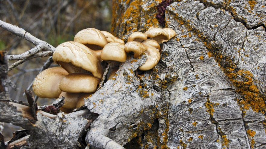 Jablanovače: Spoj ukusnog s korisnim