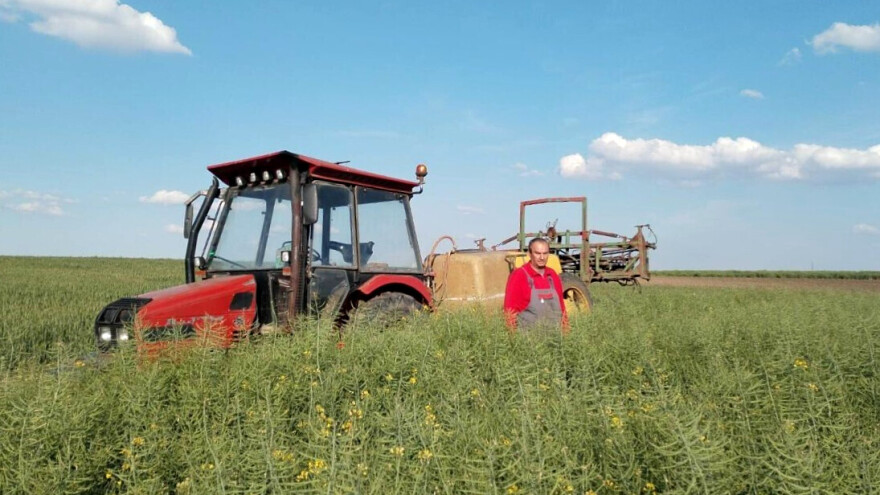 Uljana repica: Cena ove godine "skače" za 10 din u odnosu na prošlogodišnju?