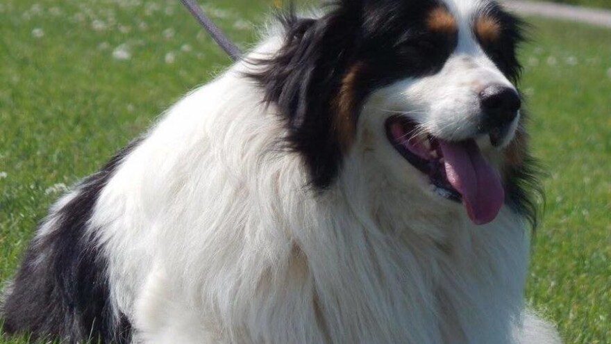 Više od deset izložbi pasa čeka nas u BiH narednih mjeseci