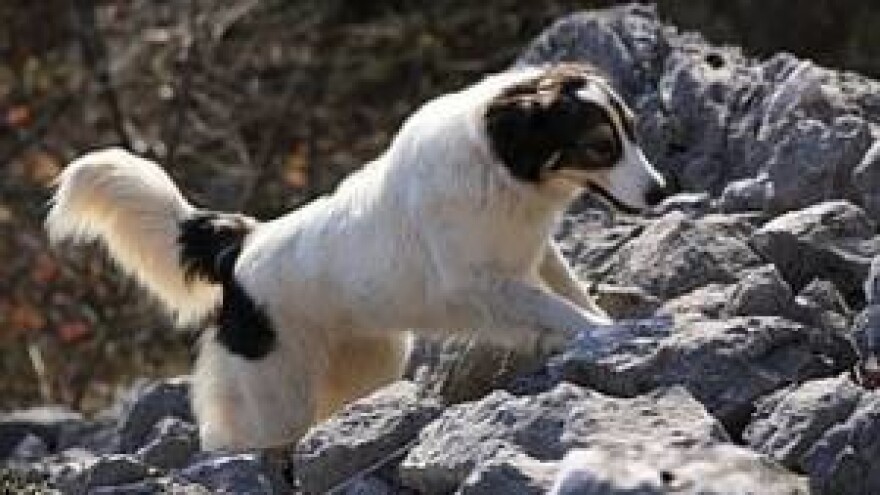 Tornjaci u obrani stada od vukova u Zagori