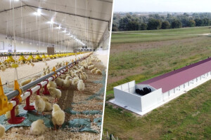 Kako će izgledati najmodernija farma pilića u komšiluku?