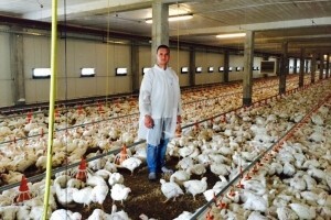 Kutjevo će proizvoditi bioplin i toviti piliće
