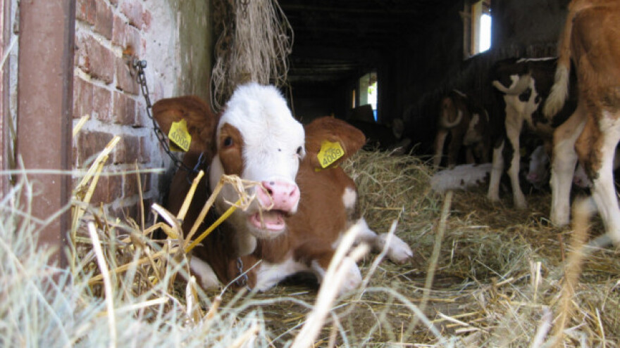 Balansirana hranidba ključna je za tov junadi