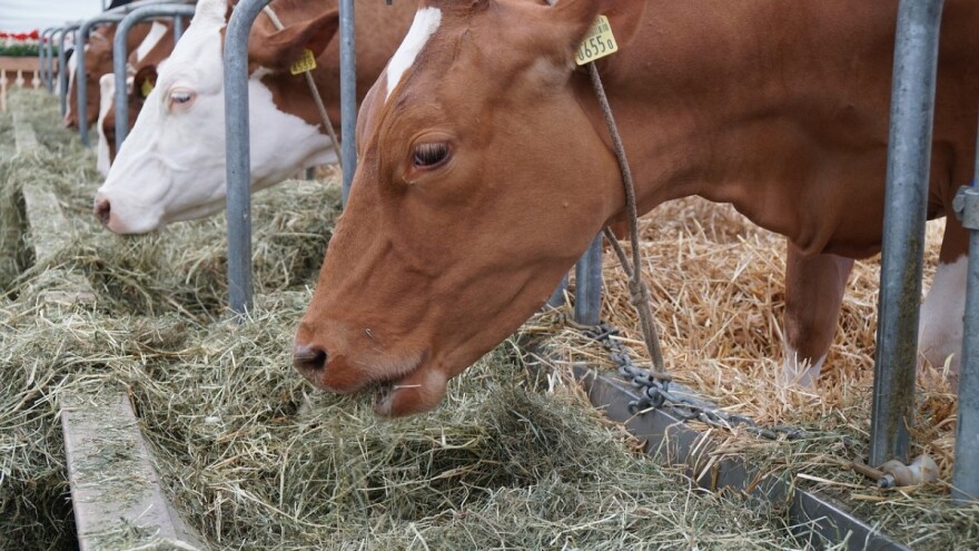 Pocerski stočari ne odustaju od tova junadi
