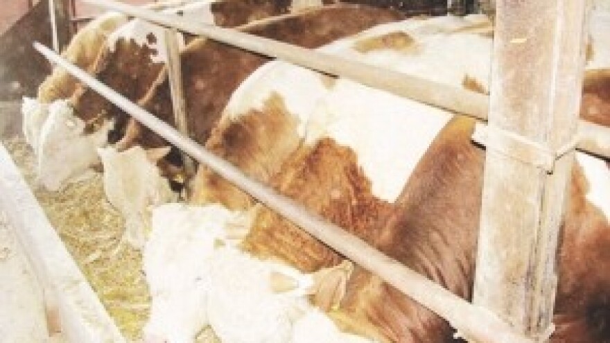 Tovna junad za 16,50 kuna po kilogramu