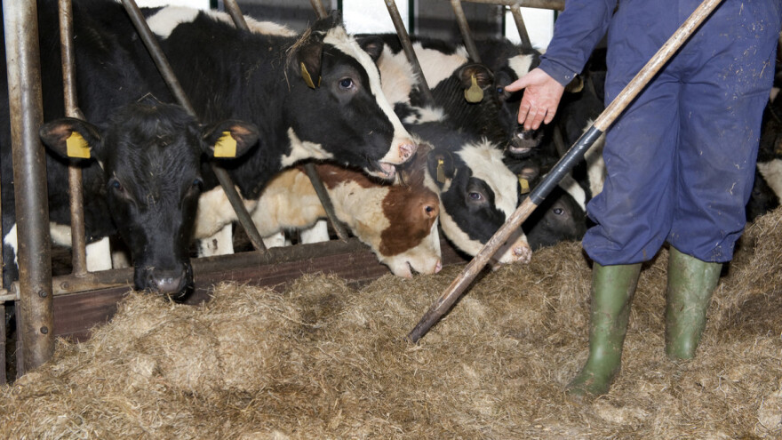 Veselko Glavendekić: Sve je manje farmera pa je za tovnom junadi velika potražnja