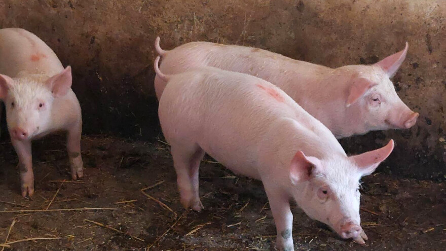 U Spačvanskim šumama leže mrtve divlje svinje, a domaće ćemo ubiti do kraja mjeseca?