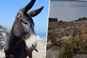 Muzeje u čast vina i težaka već su otvorili, Pelješac dobiva i jedan posvećen tovaru?