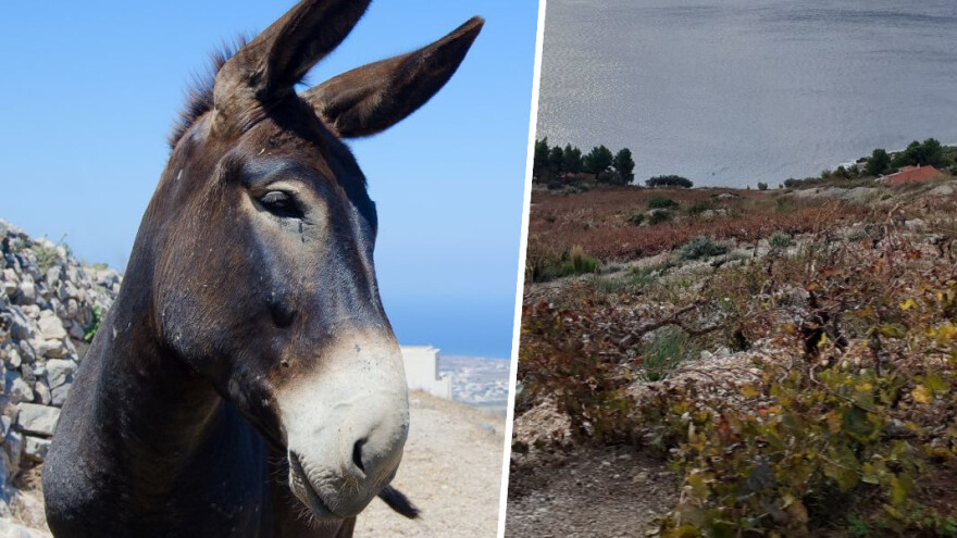 Muzeje u čast vina i težaka već su otvorili, Pelješac dobiva i jedan posvećen tovaru?