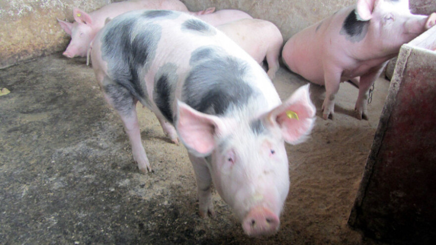 Cena svinja pala sa 180 na 150 dinara