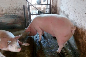 Uz tradicionalni svinjokolj rasle cene tovljenika, ali i jagnjadi zbog perioda slava