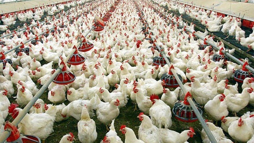 Nevladin sektor pomaže udruživanju živinara