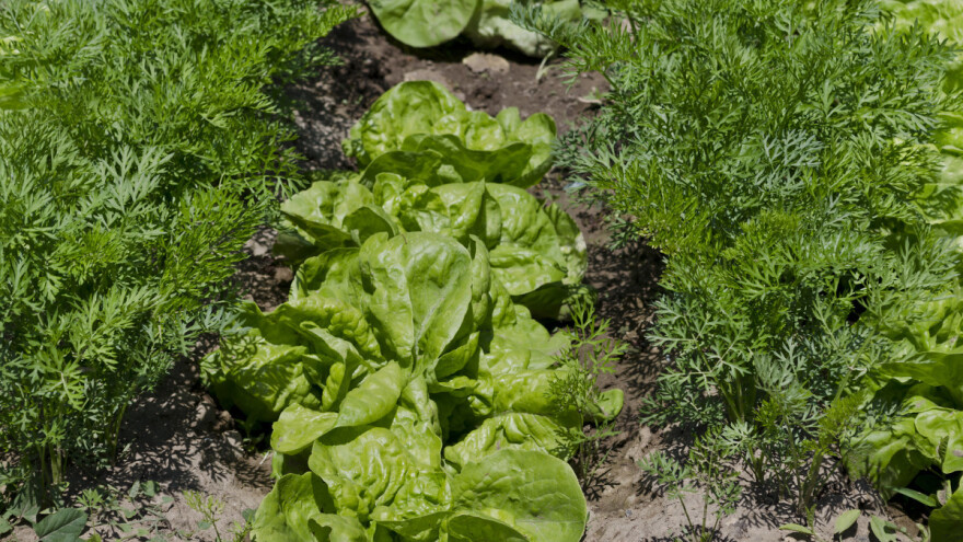 Oprez kod letnje setve - neko povrće ne niče na visokim temperaturama