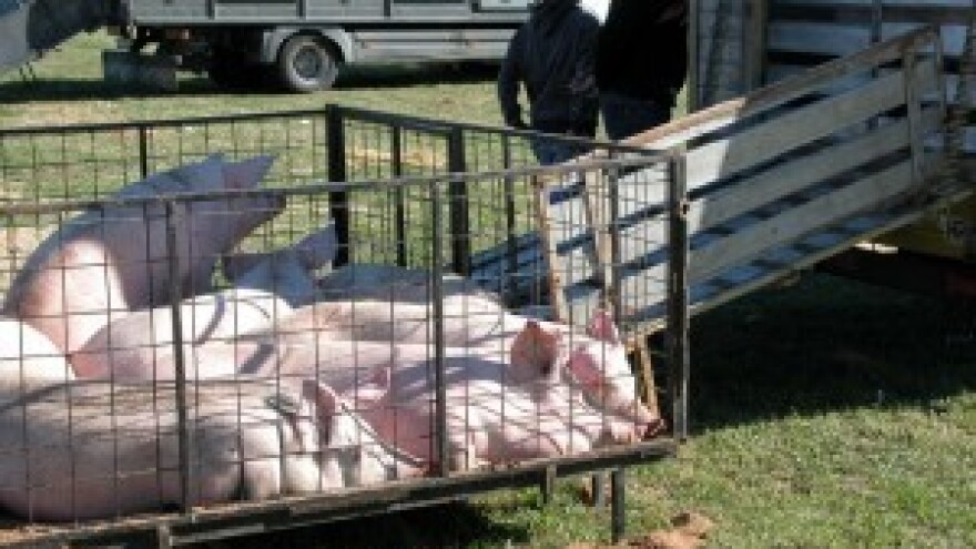 Izumire li tradicija održavanja stočnih sajmova?