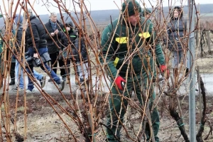 Zimska škola rezidbe vinove loze - Kaptol 2019.