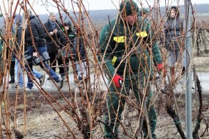 Zimska škola rezidbe vinove loze - Kaptol 2019.