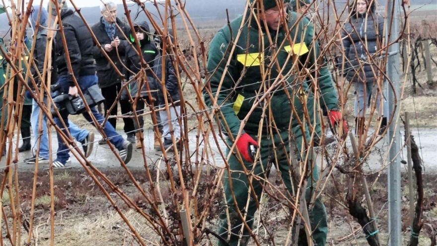 Zimska škola rezidbe vinove loze - Kaptol 2019.