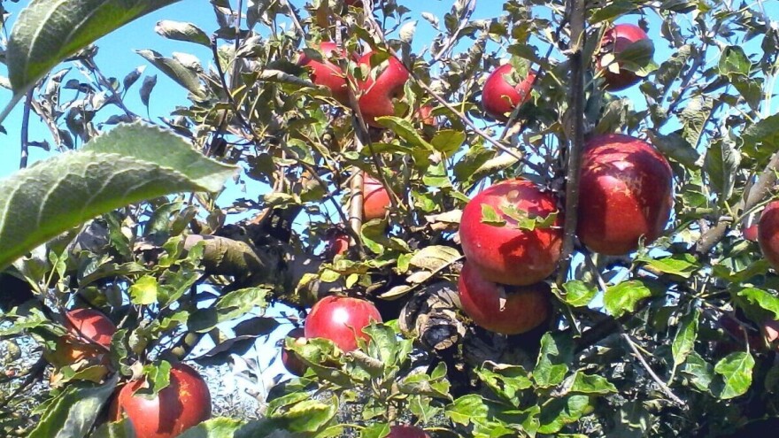Čuvaju stare sorte voća - lijepo cvjetka, božićnica, tepka, bistrica imaju budućnost