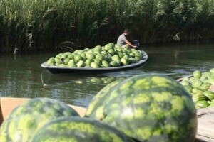 Slano tlo i boćata voda muče neretvanske voćare