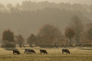 Ilija ubio Vasilja zbog vode za goveda, Mirko na Tomislava sjekirom zbog svinja