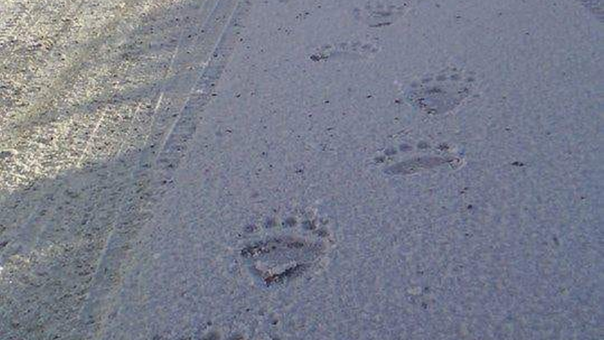 Medvedi šetaju Tarom