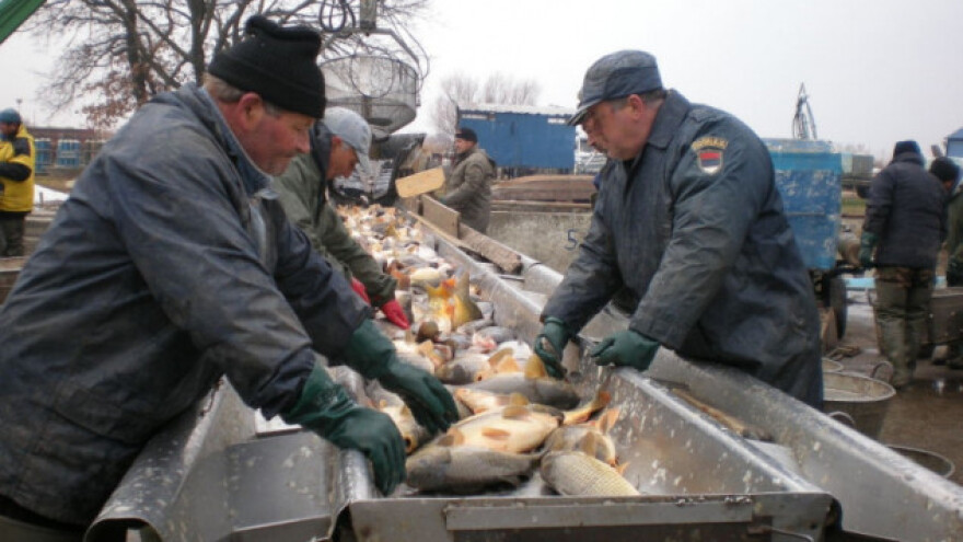 Ečanski šaran na daleko čuven