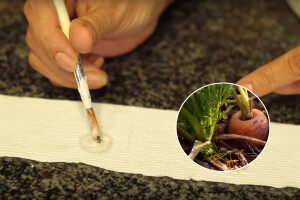 Sijanje u trakama za pravilan razmak korjenastog povrća, salata i cvijeća
