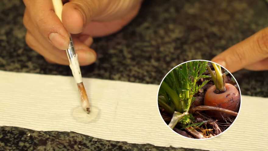 Sijanje u trakama za pravilan razmak korjenastog povrća, salata i cvijeća